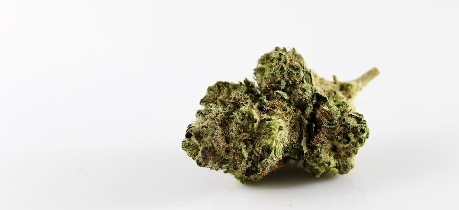 a small bud of cannabis