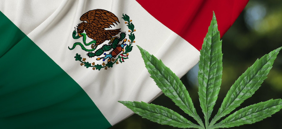 cannabis plant by mexican flag