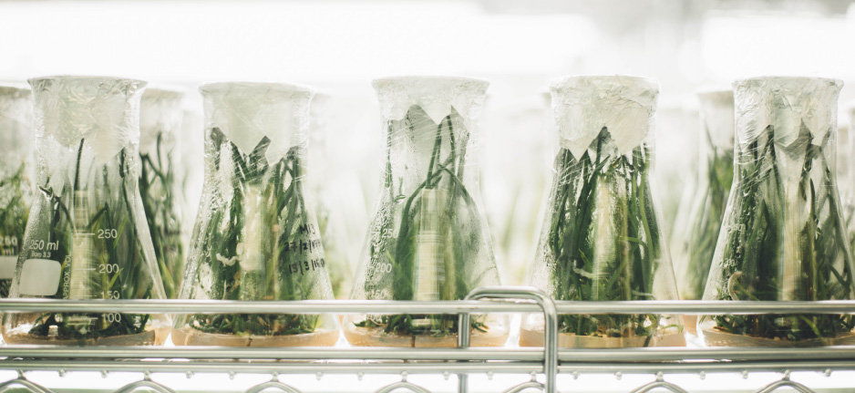 cannabis in jars in a lab