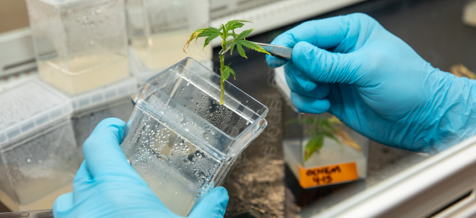 tissue culture in a cannabis lab