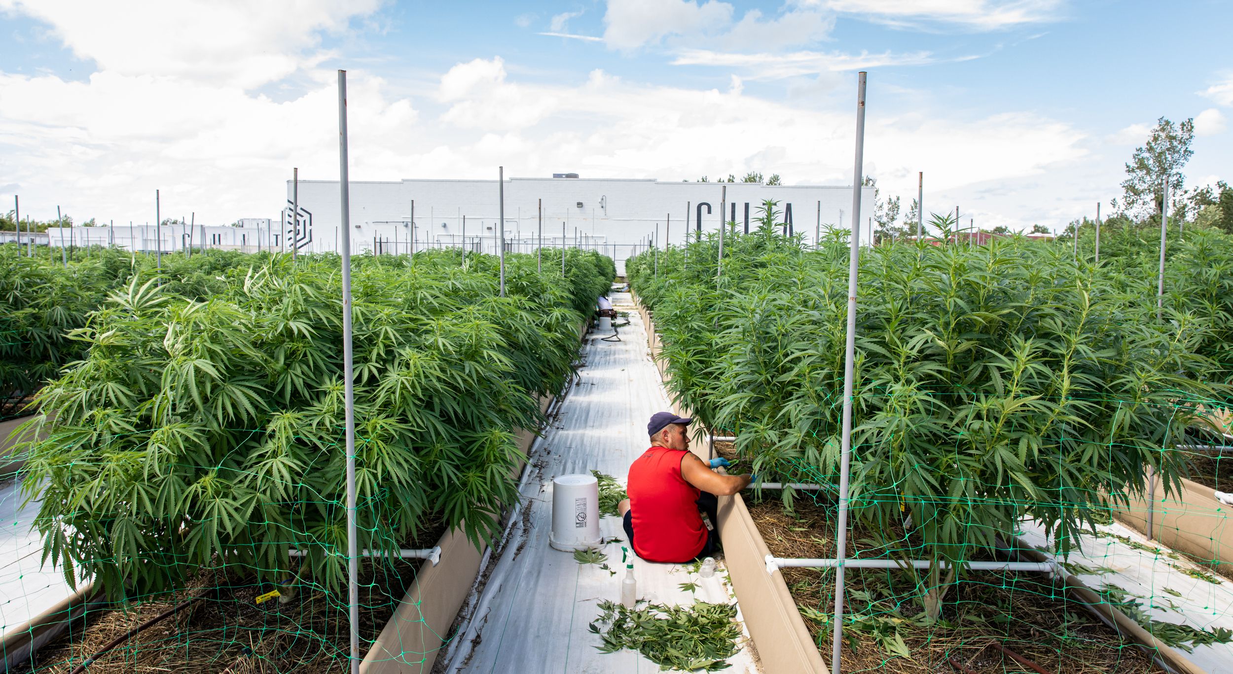 cultivation at a cannabis farm